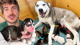 Pregnant Husky Gives Birth To Many Puppies  Rescue Tale [upl. by Eelreveb]