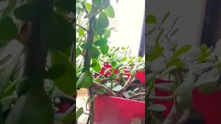 Jade plant care tips jadeplantcare plants youtubeshorts [upl. by Dermot]