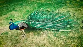 Male Peacock Mating Dance display with beautiful feathers colours and Love sound funny animals video [upl. by Gone]