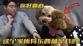 收養的狗天天欺負自家狗，女主人想一碗水端平，訓犬師卻說她錯了 [upl. by Hiroko]