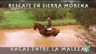 Toros de La Remonta rescate de vacas entre el río y la maleza 2017  Toros desde Andalucía [upl. by Adnih57]