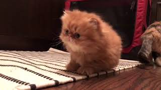 Persian flat faced Kitten playing with mother cat [upl. by Narok]