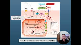 Mitochondrial Melatonin SIRT3 and SOD Activation HIF 1 alpha downregulation [upl. by Herriott]