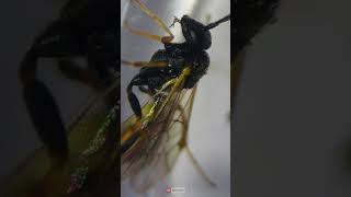 Exploring Cotesia Vestalis is a parasitic wasp under a Microscope [upl. by Duester776]