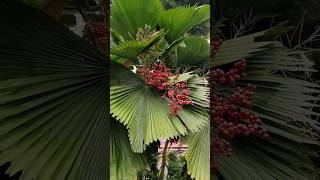 Licuala grandis ruffled fanpalm Vanuatu fanpalm palaspalm palmtrees nature viralshorts shorts [upl. by Hoo700]