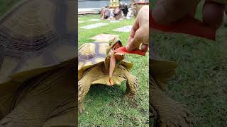 sulcata tortoise tortoiselife kurakura [upl. by Elyr]