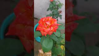 orange rose roselover naturelover flowerslover youtubeshorts love beautiful nature new [upl. by Kentigera]