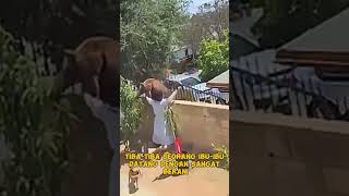 Bear vs Dog funny birdsounds animals food cat extremelysatisfying music owlsounds memes [upl. by Lail]