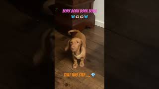 Tilly the dachshund puppy dachshund love dance love cute [upl. by Neih]