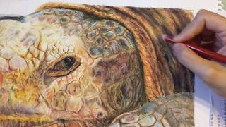 Drawing tortoise by colored pencils  blending amp eraser [upl. by Enaile]