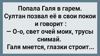 Как Галя в Гарем Попала Сборник Свежих Анекдотов Юмор [upl. by Shetrit816]