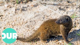 Mongoose The Story Of An Unlikely Predator  Our World [upl. by Engud]