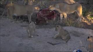 Safari Live  8 Week old Lion Cubs arrive at the Buffalo Kill with their Mother July 12 2016 [upl. by Dunham]