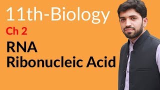 FSc Biology Book 1 Ch  RNA  Ribonucleic Acid  Inter part 1 Biology [upl. by Atte607]