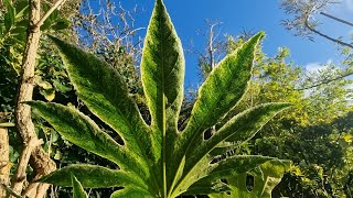 Fatsia Japonica Hardy shade loving plant with a tropical look [upl. by Ingelbert]