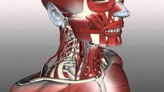 Neck Muscles Anatomy  Posterior Triangle Prevertebral and Lateral Muscles [upl. by Conny]