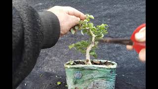 Trimming Parrots Beak Pre Bonsai Nov 21 24 [upl. by Rechaba261]