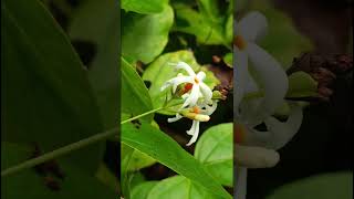 Nyctanthes arbortristis Oleaceae family nature forestflower trending flowers garden forest [upl. by Ityak]