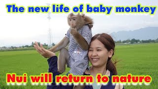 How is Monkey Nui New life back to nature [upl. by Iret]