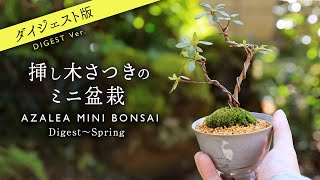 【ダイジェスト版】挿し木さつきの湯呑みミニ盆栽 制作から6ヶ月目の春【Bonsai diary 盆栽日記 324】初心者の簡単盆栽の作り方 やり方 サツキ 植え替え AZALEA EOS R5 [upl. by Orag]