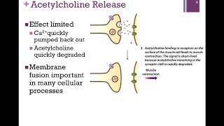 065Acetylcholine Release amp Membrane Fusion [upl. by Emmet]