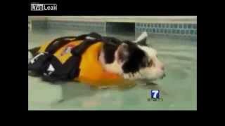 Newsreader Cant Stop Laughing A Fat Cat Swimming [upl. by Aig]