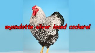 Silver Laced Wyandotte Rooster [upl. by Wing]