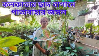 কলকাতার ছাদ বাগানে পাতাবাহারের জঙ্গল  Special indoor rRooftop Garden [upl. by Vallie]