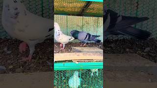 Jungali pigeon Pakda🕊 pigeonbird minivlog funny vlog viralshorts shortfeed shorts kabutar [upl. by Euqinahc531]