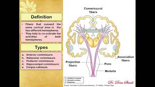 12 White Matter of cerebral hemisphere Doaa 2020 [upl. by Naux]