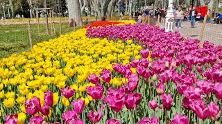 Gülhanede Lale Zamanı Tulip Time in Gülhane Park İstanbul  04042024 [upl. by Atikan]