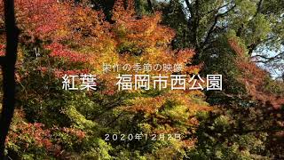 栄作の季節の映像 紅葉 福岡市西公園 2020年12月2日 [upl. by Amorita183]