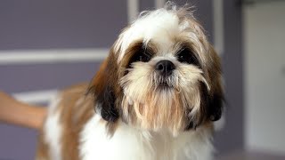 5 MONTH OLD LHASA APSO PUPPY FIRST GROOMING ✂️❤️🐶 [upl. by Albur]