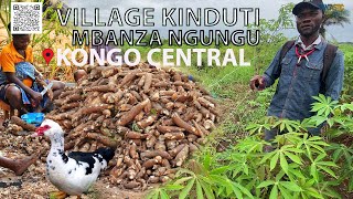 Ferme de 5 hectares  manioc  élevage  arbres fruitiers au village Kinduti  Mbanza Ngungu [upl. by Llerraj769]