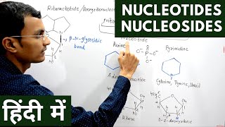 Nucleotides and Nucleosides in Hindi [upl. by Cletus]