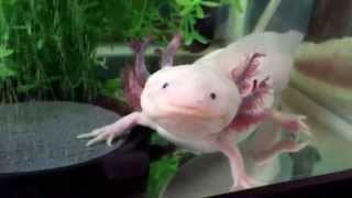 Salamander Pet  Axolotl Close Up [upl. by Ydroj]