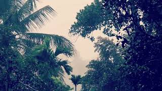 Beautiful Rainfall Among the Trees 🌲🌧️  Natures Serenityquot  Rain Sound for Relaxation [upl. by Alcock]