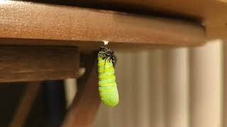 Monarch Caterpillar Chrysalis Formation Timelapse [upl. by Aimahs39]