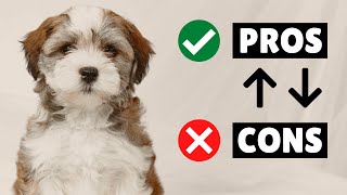 Havanese PROS And CONS ✔️ ❌ The GOOD And The BAD [upl. by Aisekal]