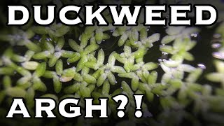 Duckweed Pros and Cons [upl. by Knorring]