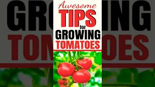 Top Tomato Growing Tips for juicy Harvest [upl. by Tnecillim]