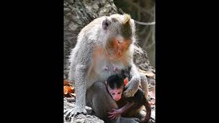 Mom carefully her newly baby monkey [upl. by Etnoled]