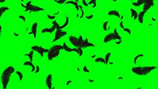 Black Feathers Falling Green Screen Animation [upl. by Ttessil]