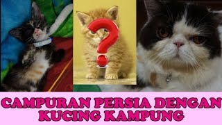 Campuran kucing kampung sama kucing persia peaknose [upl. by Esiuol16]