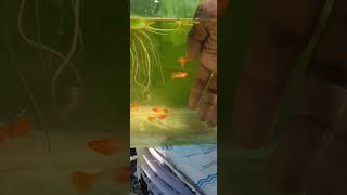 Albino Koi RedEar guppy guppyvalarthalmalayalam aquarium [upl. by Abrams983]