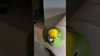 Talking Amazon parrot in the worldHabib TV Informative youtubeshort ytshorts youtube [upl. by Aurita579]