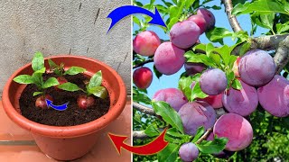 EVERYONE Should Know How To Propagate Plants From FRUIT Simply At Home  Relax Garden [upl. by Donough90]