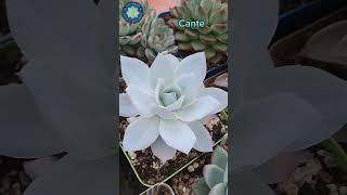 4 Echeverias Blue frill cante lilac frost y madiba [upl. by Arised]