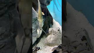 Lorenzo pleco L128 wild music beach love travel trending fish acuarium fishtank shortvideo [upl. by Farrell]