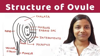 structure of ovule  structure of ovule  detailed notes   By Jyoti Verma [upl. by Hardie560]